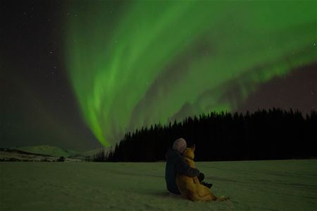 Person holder rundt en husky og ser på nordlyset