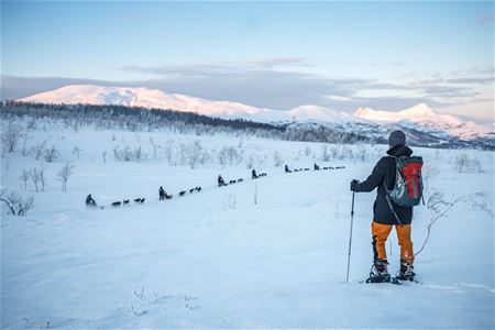 Person on snowshoes watching a dog sled passing by