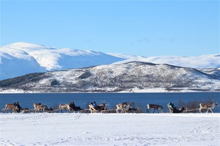 Reinsdyr trekker sleder over snødekt landskap med fjell og vann i bakgrunnen under blå himmel.