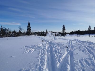 Ski tracks in Rännkölen