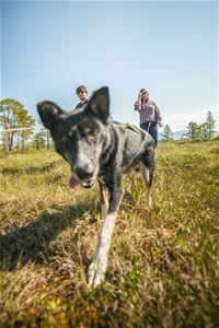 Alaska Husky