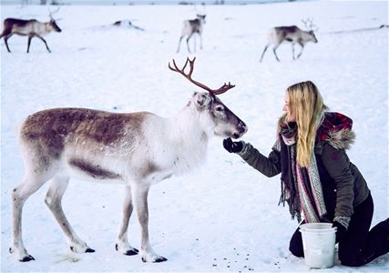 Person feeds reindeer with a bucket in snowy landscape.