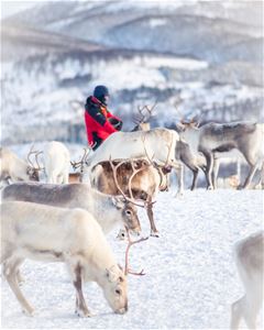 Person in red jacket among reindeer in snowy mountain landscape.