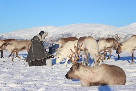 Person mater reinsdyr i snødekt landskap med fjell og klar blå himmel.