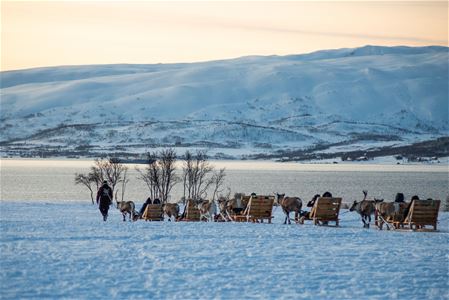 Reinsdyr trekker tresleder i snødekt landskap med fjell, vann og soloppgang eller solnedgang.