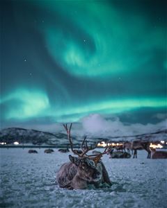 Reindeer resting in a snowy landscape beneath the Northern Lights and night sky.
