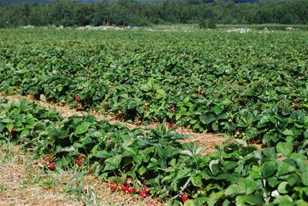 Field with strawberry plants.