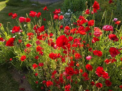 A flowerbed with a lot of red Poppies.