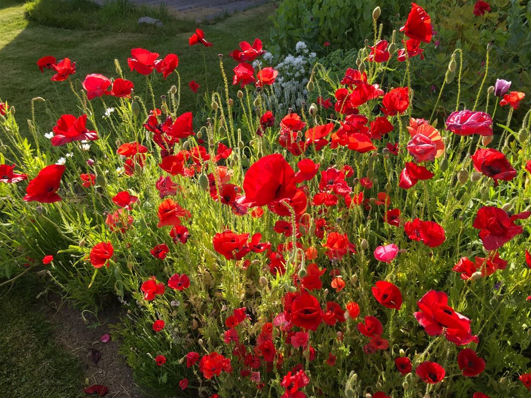 A flowerbed with a lot of red Poppies.