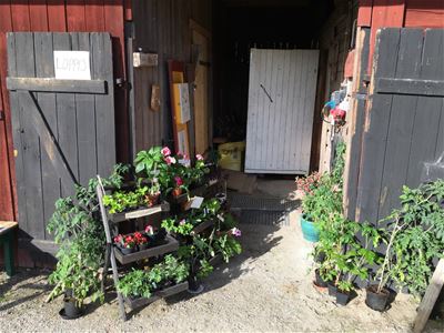 Växter till försäljning utanför en röd ladugårdsbyggnad.