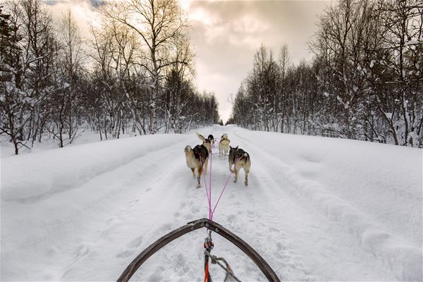  &copy; Arctic Panorama Lodge, Dog sledding 