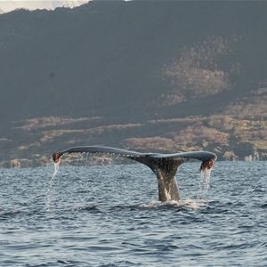  © Arctic Panorama Lodge, Whale watching