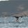  © Arctic Panorama Lodge, Whale watching