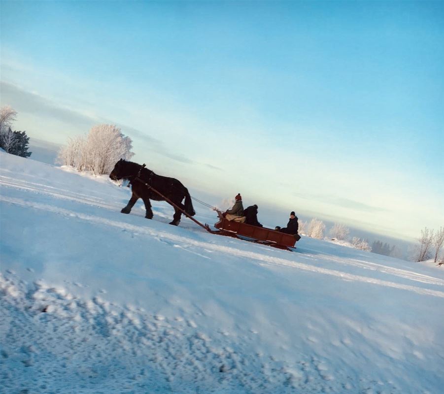 Häst dom drar släde genom snön.