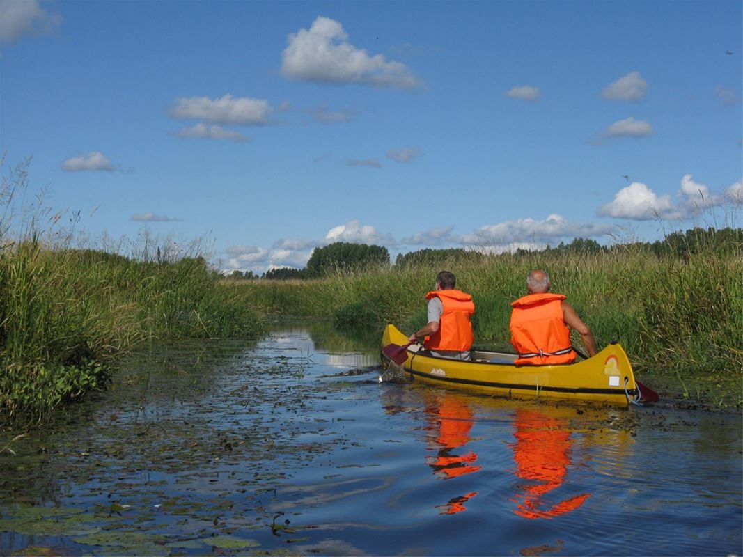 Two men canoeing through the reeds.