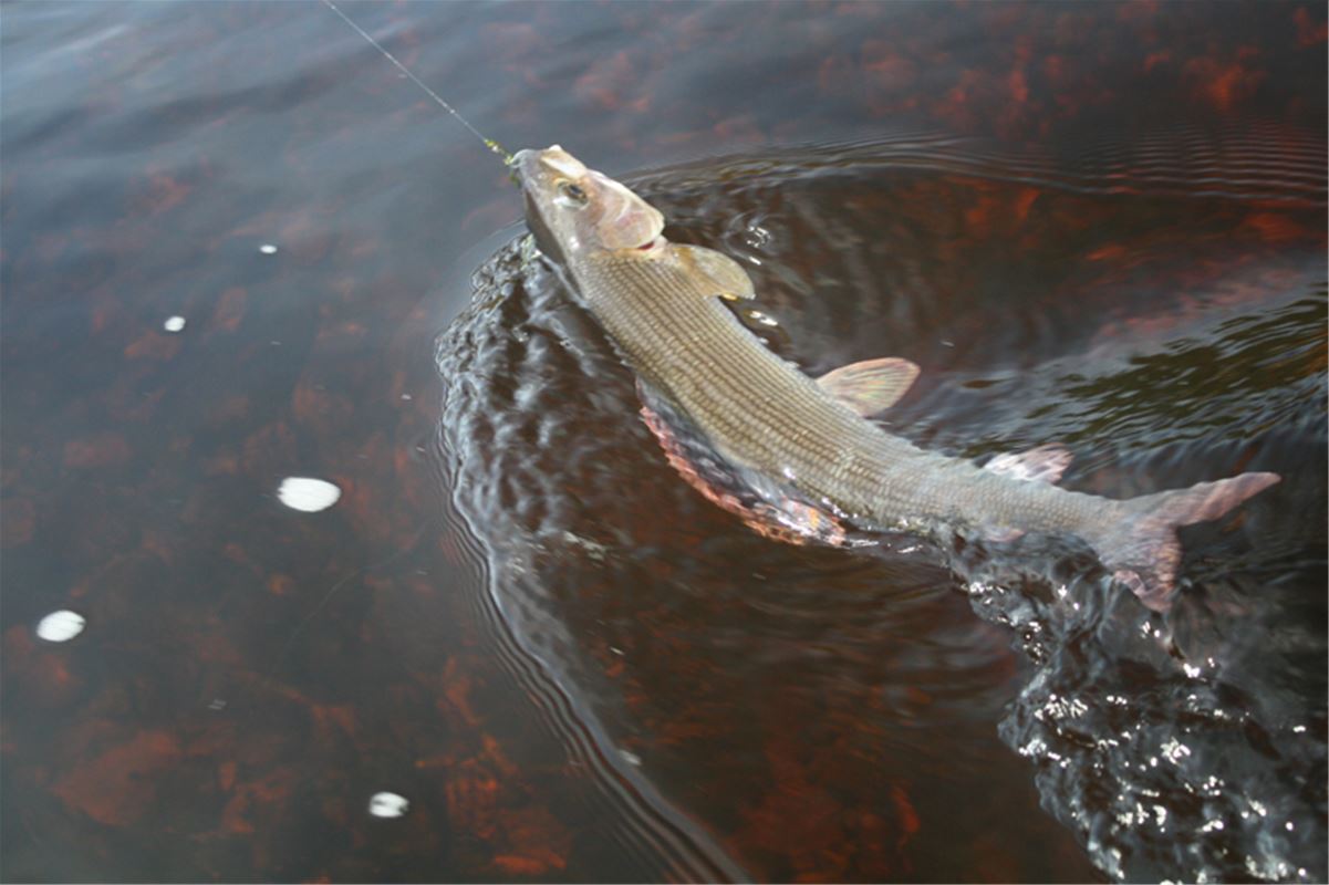 Pike in the water.