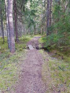 Hiking path in the forest.