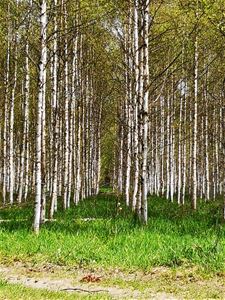 Birch trees
