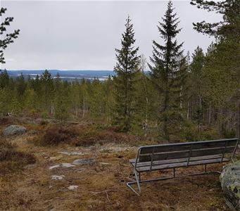 Bänk placerad på höjd med utsikt över skog.