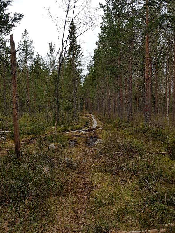 A trail in the forest. 