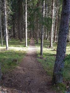 Hiking trail in the forest. 