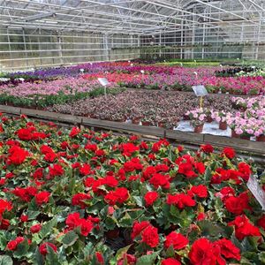 Various red, purple, pink flowers.