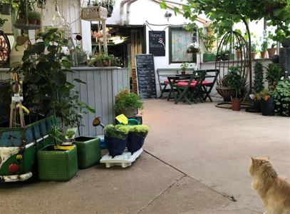 The counter, plants and flowers.