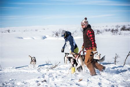 Två personer i snön med hundar omkring. 