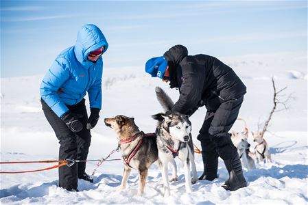 Two people in the snow with dogs in harness.
