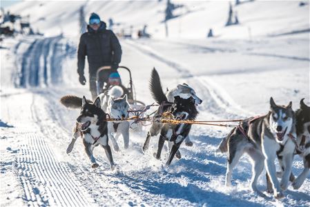 Hundar som drar ett ekipage i snön. 
