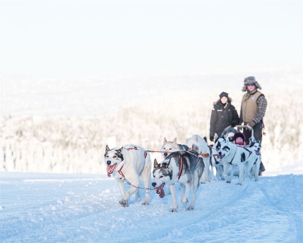 Dogs pulling a carriage in the snow. In the mountains.