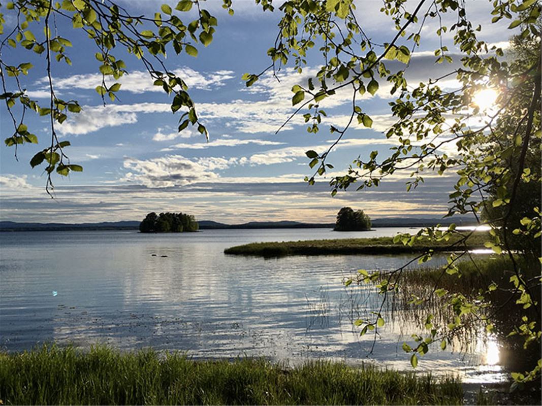 Spegelblank sjö med två holmar i horisonten och gröna blad från ett träd i förgrunden.