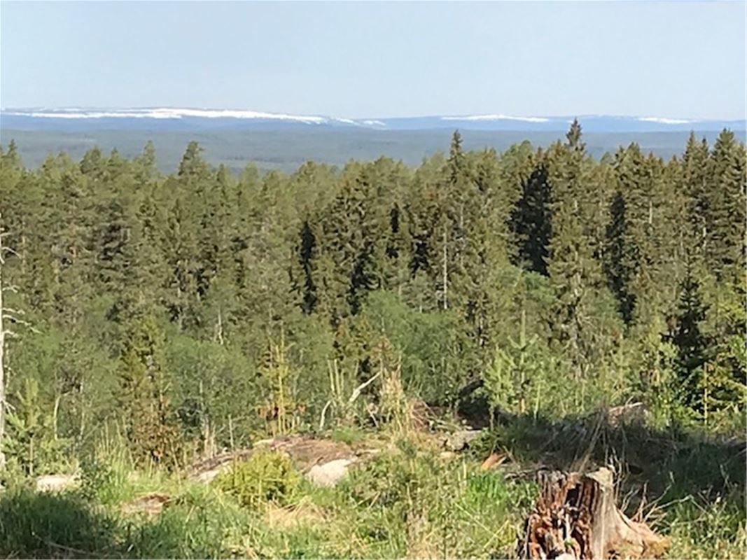 Utsikt över skog och berg.