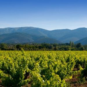 Wine tour Tavel and Chateauneuf du Pape- A la Française ! Provence