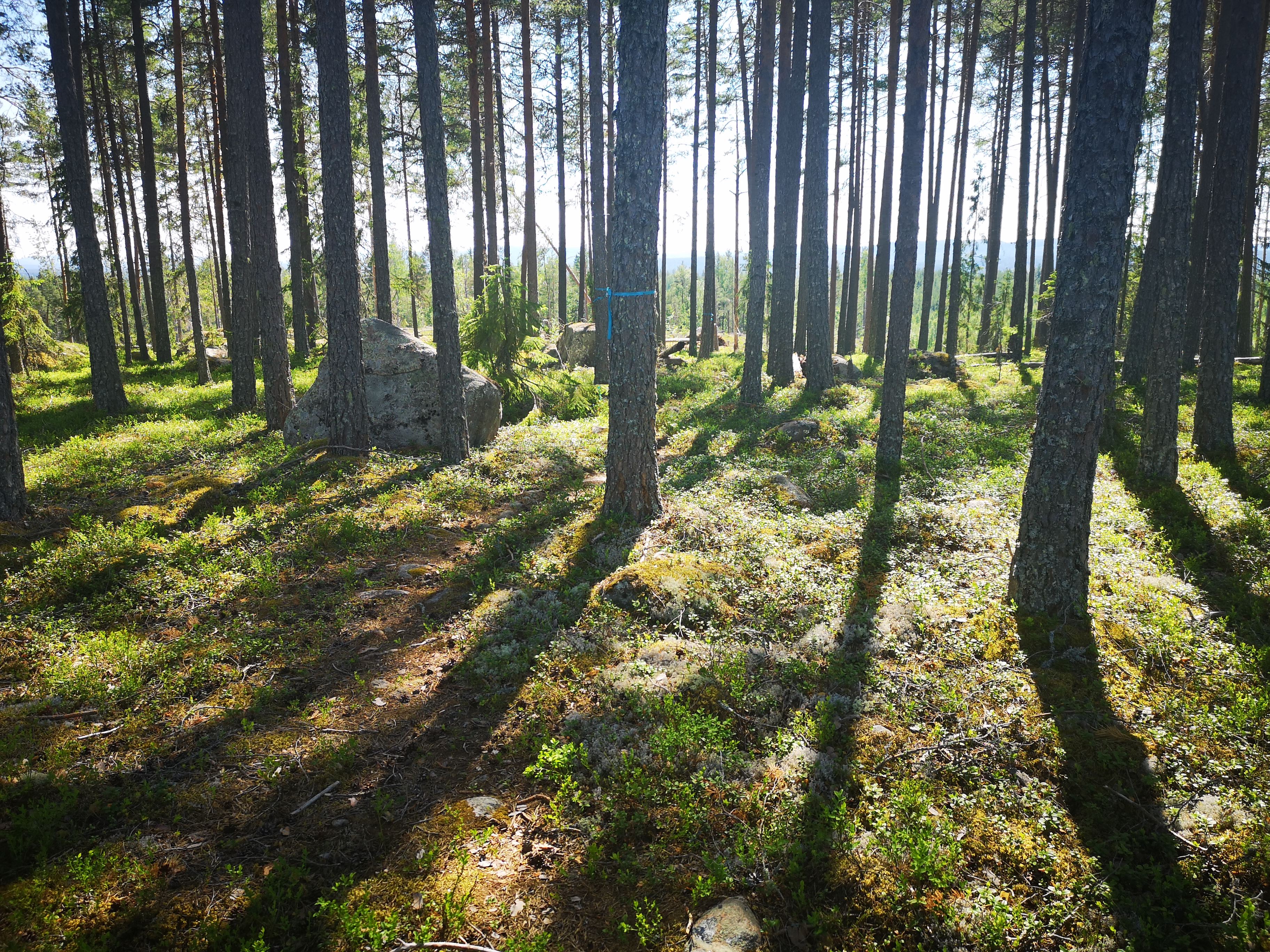 Elljusspår Delsbo