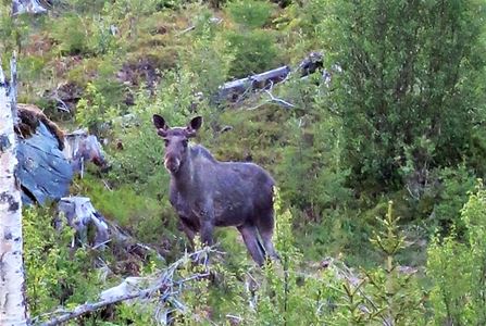 A moose in the bush looking at you.