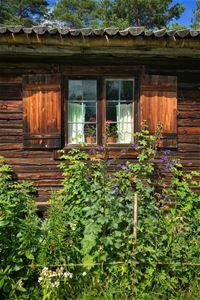 Brun träbyggnad med frodig växtlighet framför ett blyinfattat fönster.