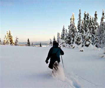 A man in black walks out of the camera with snowshoes in deep snow.