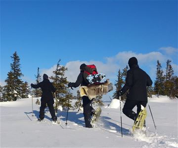 Tre snöskovandrare med packning på ryggen på väg på snön bort från kameran. 