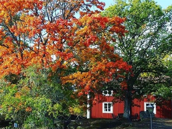 Beautiful oaks in autumn colours 