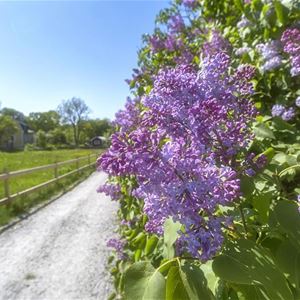 Lilacs next to the gravel road