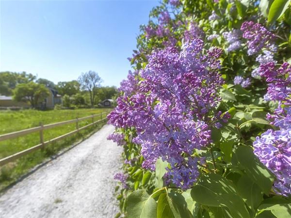 Lilacs next to the gravel road 