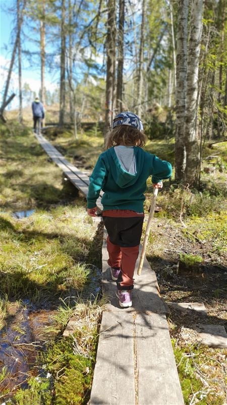 Ett barn i grön tröja och vandringskäpp i handen går på en träspång i granskog.