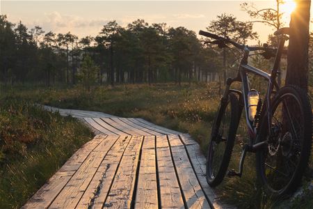 A bike is leaning on a tree next to at wooden biking track in the sunset.