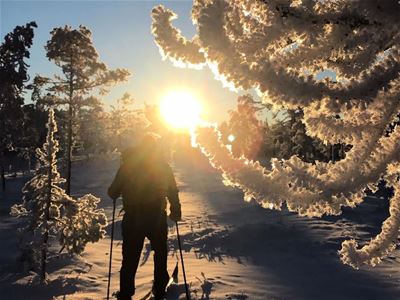 Ski tour in snow-covered forest.