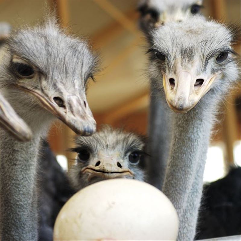 Ostriches and an egg.