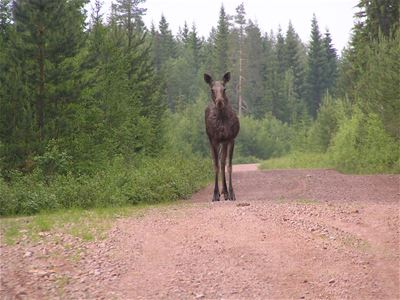A moose on a road.