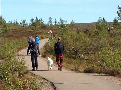 Fjällvandring med hund på asfalt.