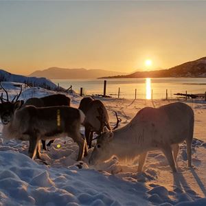  © Senja Fjordhotell, Reinsdyr i snøen, sol i bakgrunnen