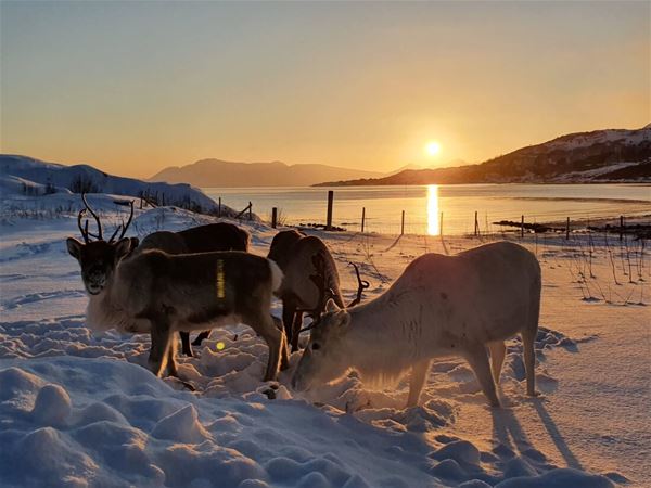  &copy; Senja Fjordhotell, Reinsdyr i snøen, sol i bakgrunnen 